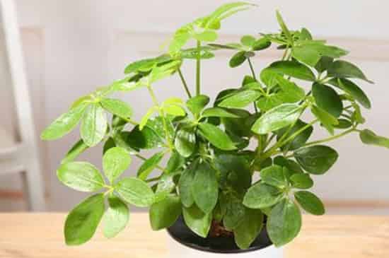 花里有小虫子用什么方法可以清除掉