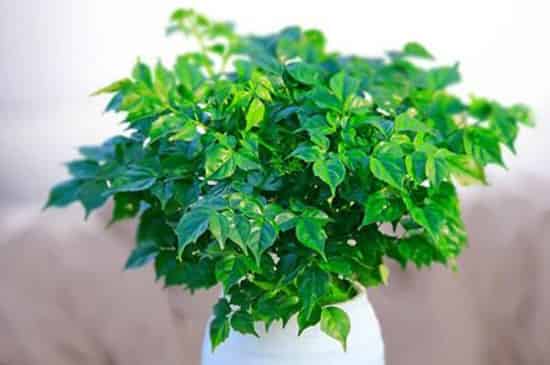 花里有小虫子用什么方法可以清除掉