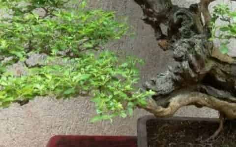 黄荆怎样过冬才能不落叶