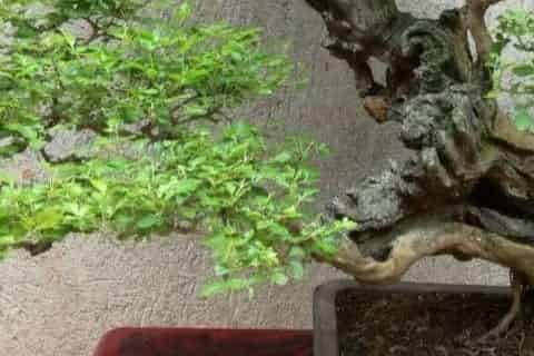 黄荆怎样过冬才能不落叶