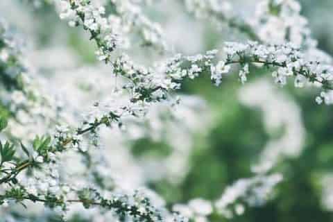 雪柳怕冷吗