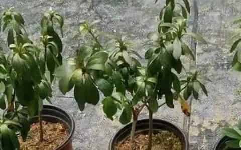 植物缺水蔫了还能缓过来吗