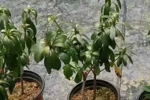 植物缺水蔫了还能缓过来吗