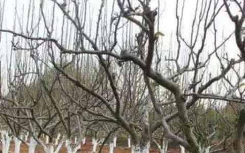 植物冬季为什么需要保暖
