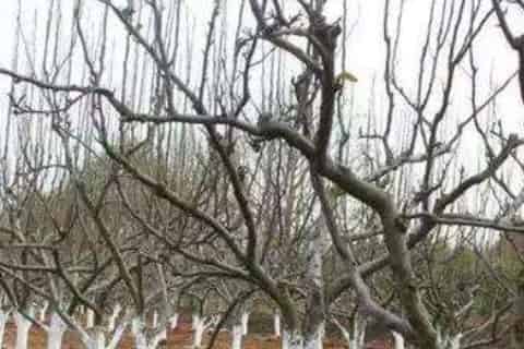 植物冬季为什么需要保暖