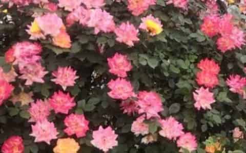 幸福香花的养殖方法