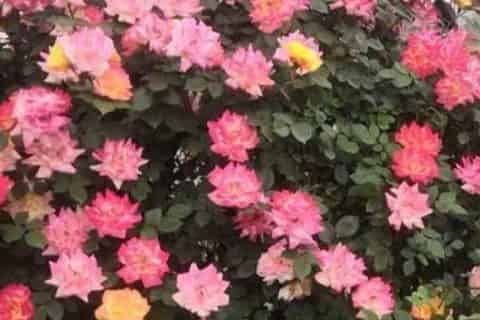 幸福香花的养殖方法