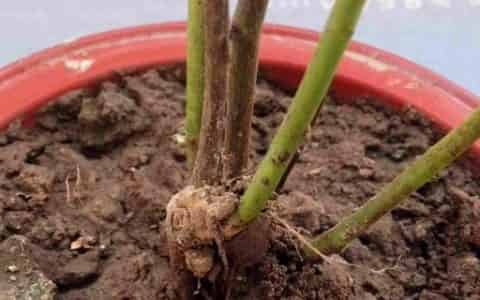 花土板结用什么解决