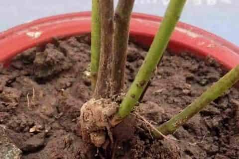 花土板结用什么解决