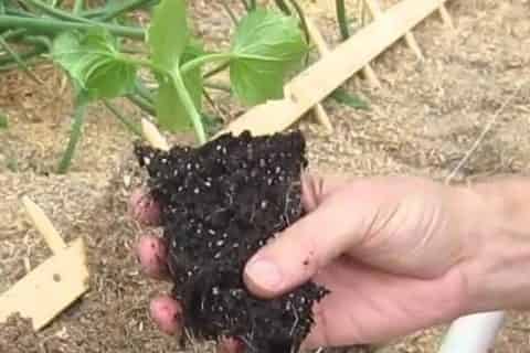 刚移栽的植物要马上浇水吗