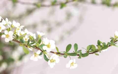 雪柳干枝为什么能开花