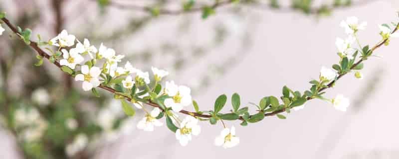 雪柳干枝为什么能开花