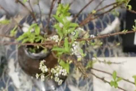 干支雪柳能开花吗