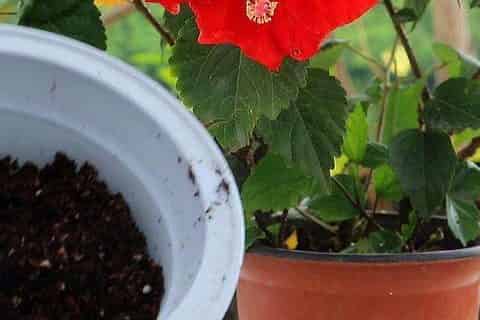 自制花土最简单的方法