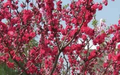 碧桃树的介绍