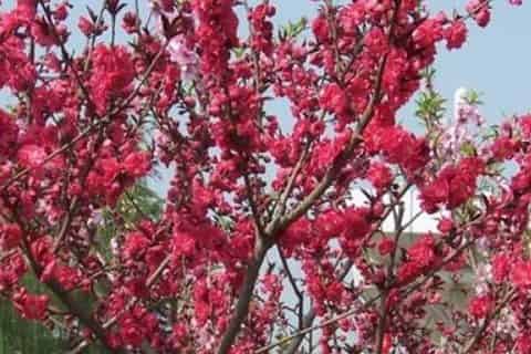 碧桃树的介绍