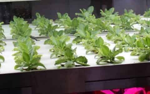 无土瓶栽花卉的花材获取途径有哪些