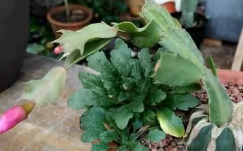 万能砧木是什么树