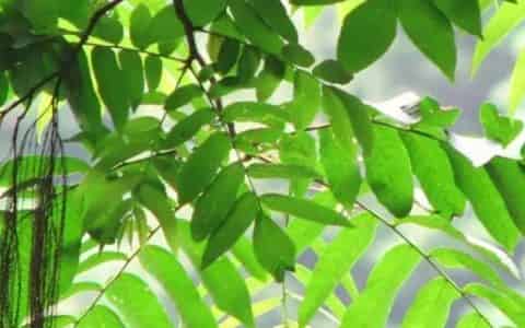 双子叶植物叶片的结构特点