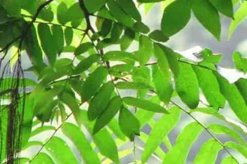 双子叶植物叶片的结构特点