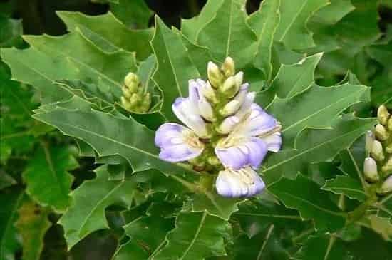 双子叶植物叶片的结构特点
