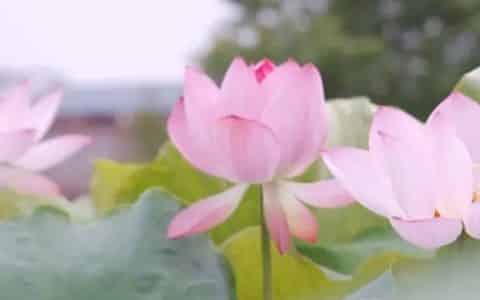 夏天开的花都有什么花