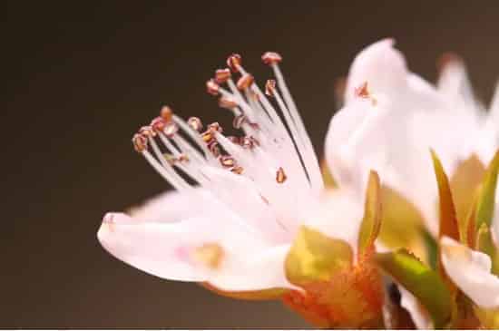 花芯和花蕊的区别