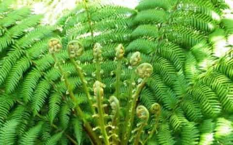 苔藓植物有根吗