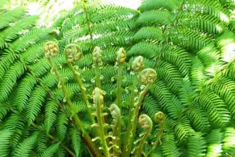 苔藓植物有根吗