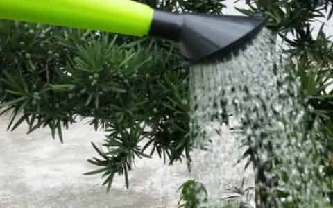 雪碧能浇哪几种花