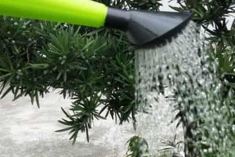 雪碧能浇哪几种花