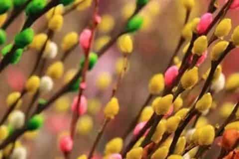 银柳有毒吗,能放在卧室里吗
