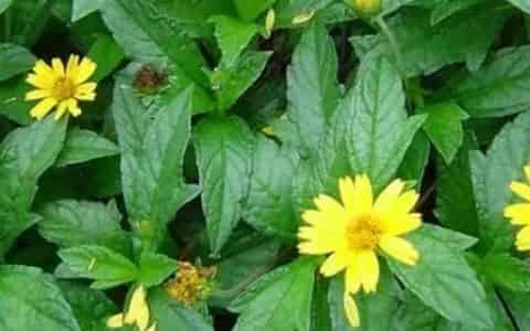 回春草种植方法