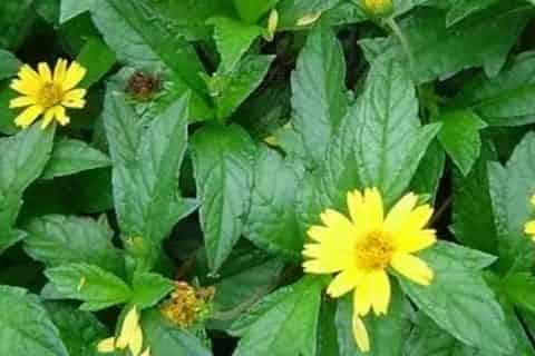 回春草种植方法