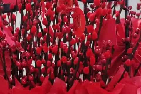 红柳怎么养是水养吗