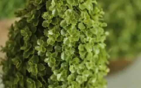 绿色植物晚上释放的是什么