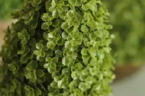 绿色植物晚上释放的是什么