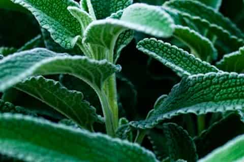 旱生植物叶片的特点