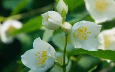 花分类