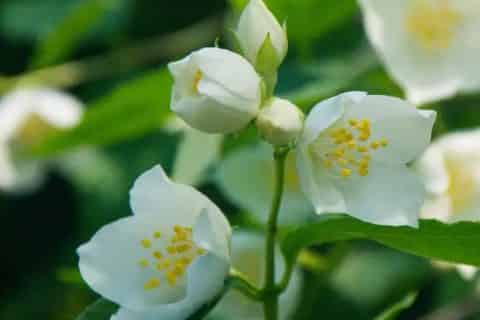 花分类