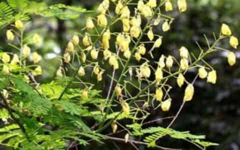 云实树的生长环境及范围