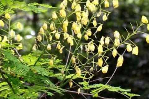 云实树的生长环境及范围