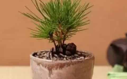 松子壳能放花盆里面吗