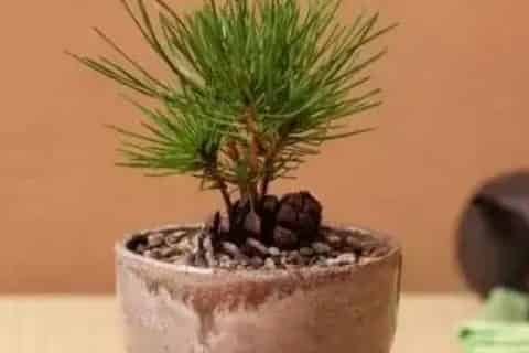 松子壳能放花盆里面吗