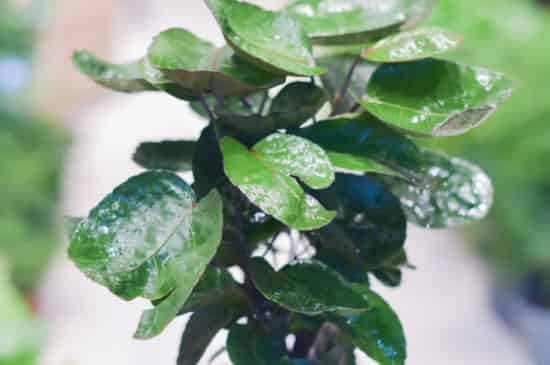 钱多多绿植的养护方法
