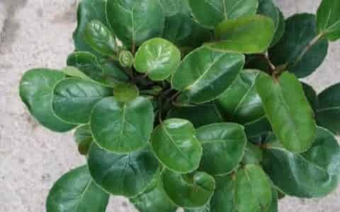 钱多多绿植的养护方法