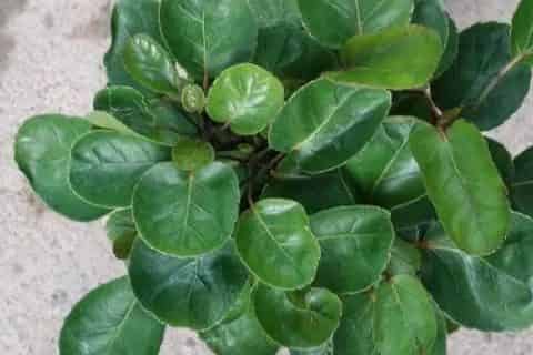 钱多多绿植的养护方法