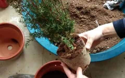 落叶直接埋土里能做肥料吗
