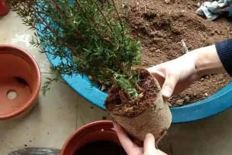 落叶直接埋土里能做肥料吗