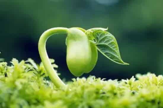 温度对植物生长的影响